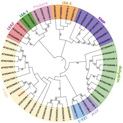 Cloning and function analysis of a <mark class="highlighted">Saussurea involucrata</mark> LEA4 gene